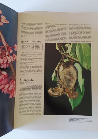 Preciosa enciclopedia "El Mundo de los animales"