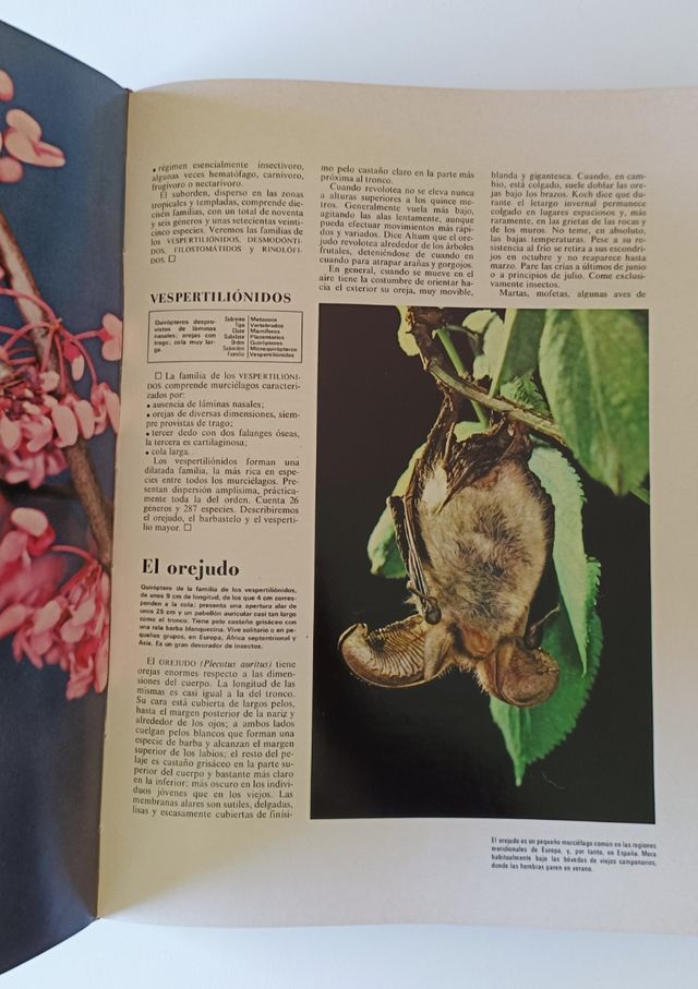 Preciosa enciclopedia "El Mundo de los animales"