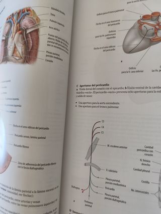 Texto y Atlas Anatom.3aEd,T2: Órganos Internos ...