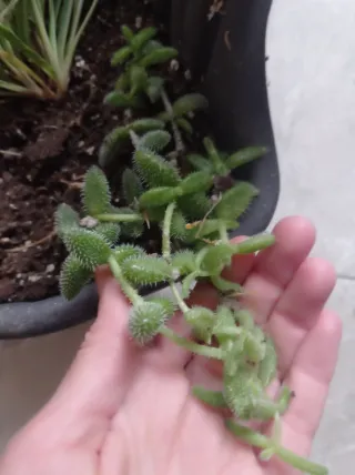 Planta suculenta Delosperma Echinatum