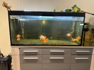 Acuario 550L -pecera grande