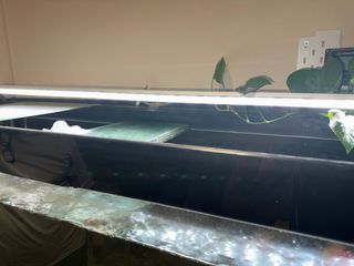 Acuario 550L -pecera grande