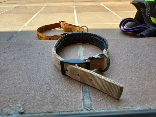 Collar para perro