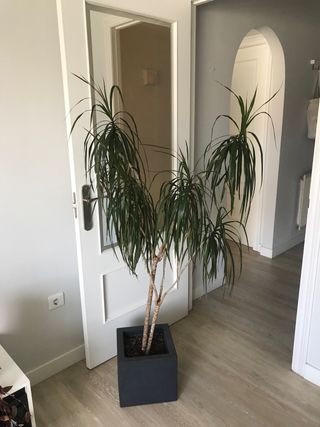 Dracena marginata grande