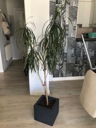 Dracena marginata grande