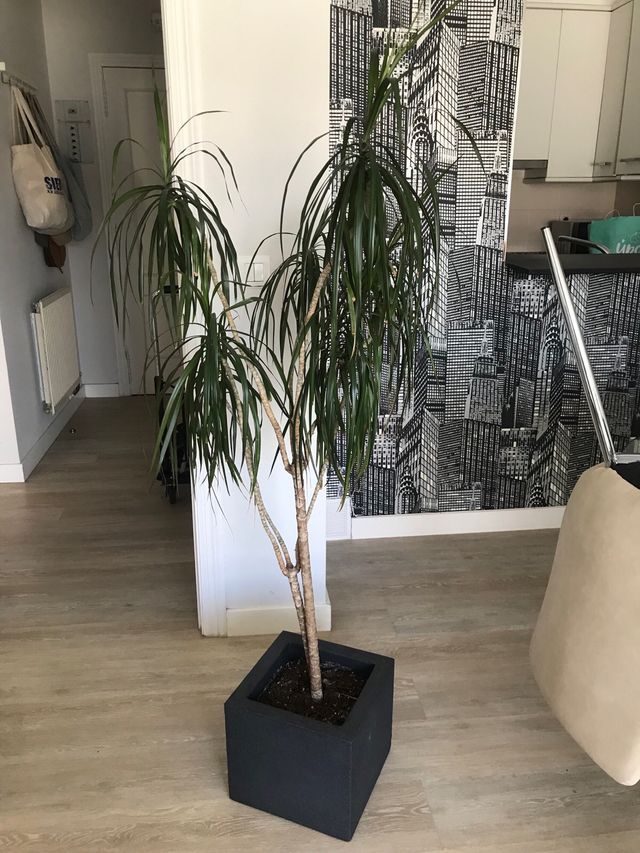 Dracena marginata grande