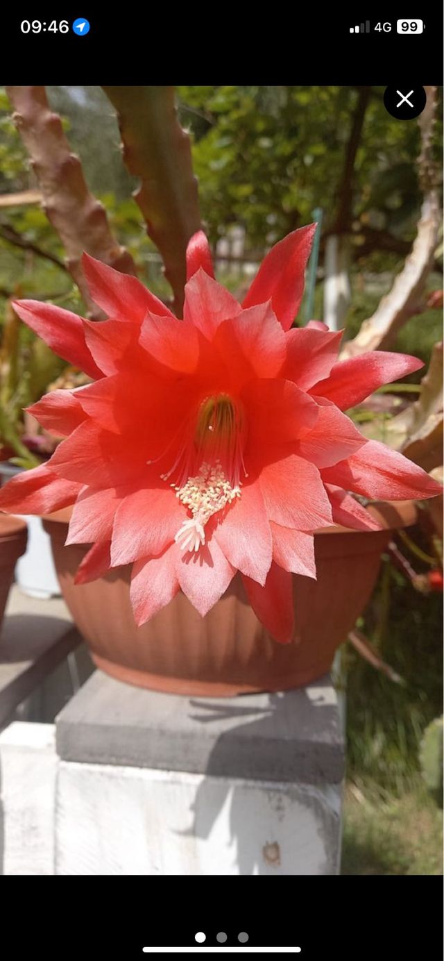 3 Talee Epiphyllum radicata una per colore