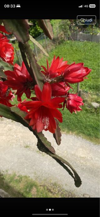 3 Talee Epiphyllum radicata una per colore