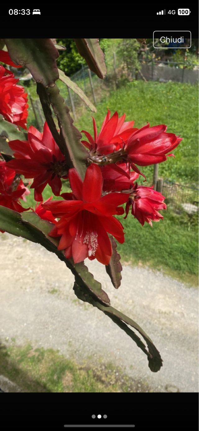 3 Talee Epiphyllum radicata una per colore