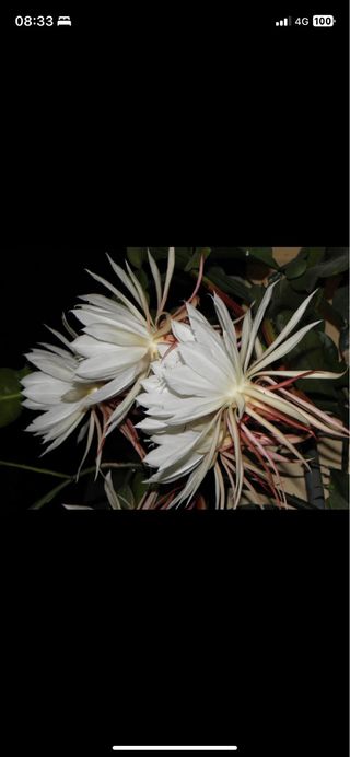 3 Talee Epiphyllum radicata una per colore