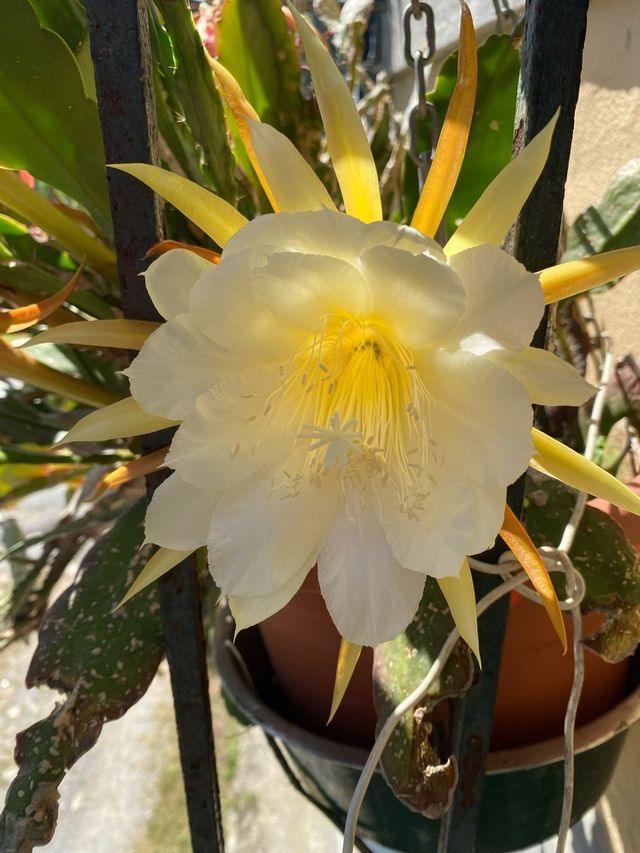 3 Talee Epiphyllum radicata una per colore
