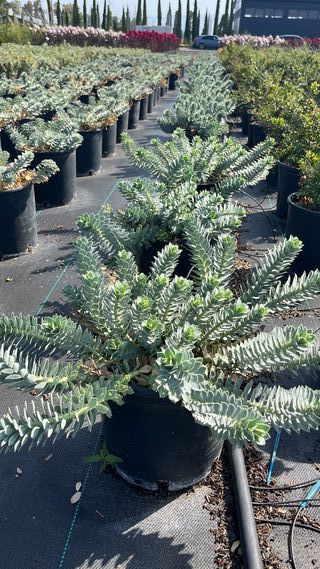 Euphorbia Myrsinites: pianta in vaso 9L