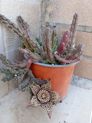 Pianta grassa Stapelia