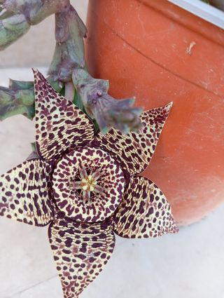 Pianta grassa Stapelia