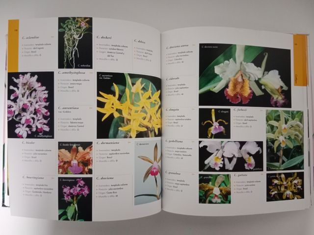 Atlas ilustrado de las orquídeas (Spanish Edition)
