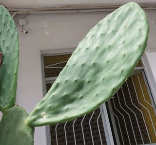 Pianta fico d'India