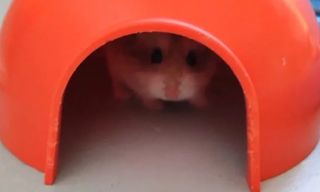 Casa hamster con accesorios