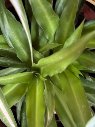 Chlorophytum - Pianta nuova ( nastrini )