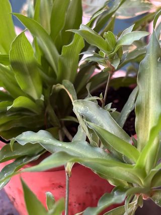 Chlorophytum - Pianta nuova ( nastrini )