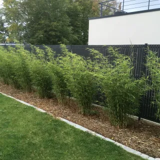 Bamboo - 9L vaso