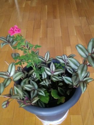 Maceta con  rosal y tradescantia