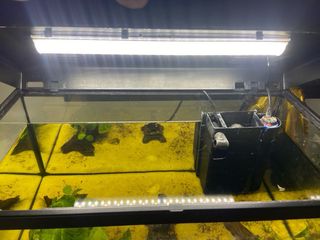Pecera 55Lts - Acuario con filtro y luz