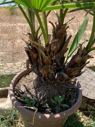 Palmera Washingtonia - 5 brazos