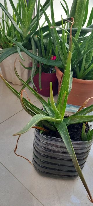 Aloe vera planta