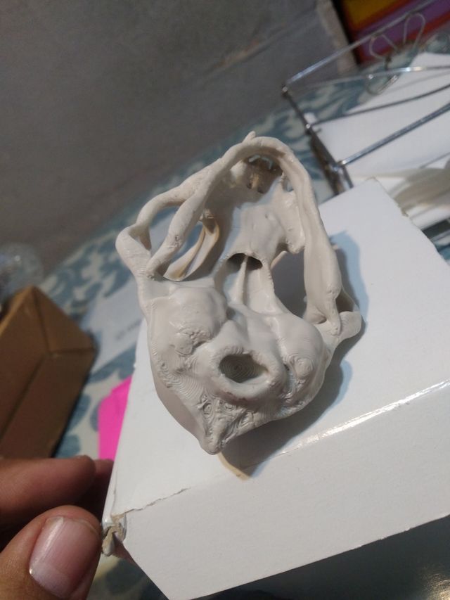 Cráneo Gato 3D Impreso
