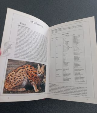 Gatti. Conoscere, riconoscere e allevare tutte ...