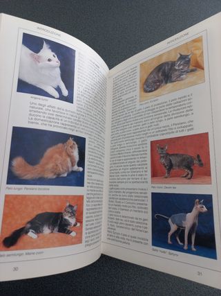 Gatti. Conoscere, riconoscere e allevare tutte ...