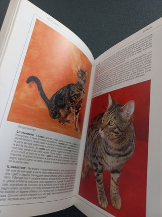 Gatti. Conoscere, riconoscere e allevare tutte ...