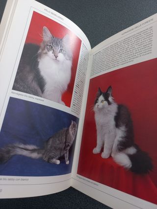Gatti. Conoscere, riconoscere e allevare tutte ...