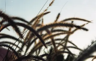 Konica A4: Cámara compacta