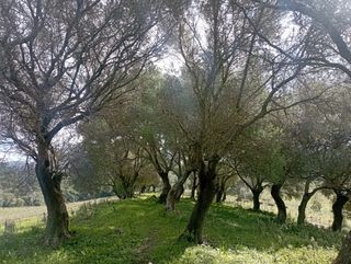 Magnífica Parcela-Terreno-Finca Rústica 7.000 m2