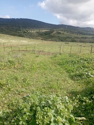 Magnífica Parcela-Terreno-Finca Rústica 7.000 m2