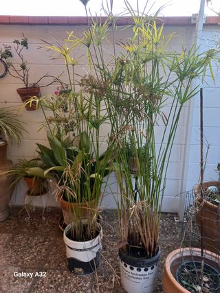 plantas papiro, higuera