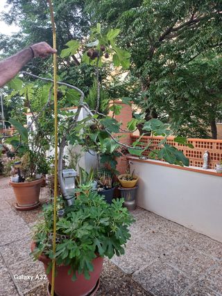 plantas papiro, higuera