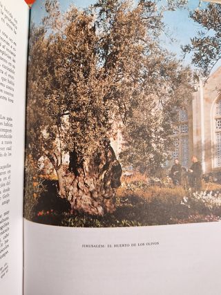 VIDA DE JESUCRISTO AÑO 1978 GIUSEPPE RICCIOTTI