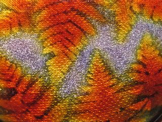 Esmalte artístico Bétourné Francia Limoges años 50