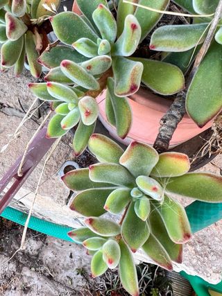 Talea Echeveria