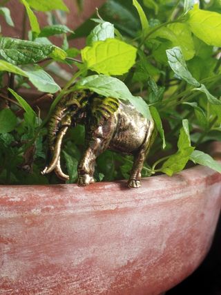 Raro Elefante africano de latón macizo