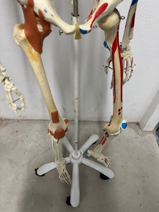 Esqueleto humano + 5 sillas