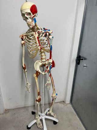 Esqueleto humano + 5 sillas