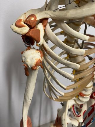 Esqueleto humano + 5 sillas