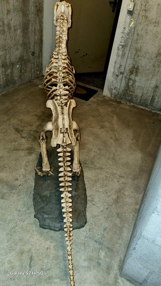 Scheletro T-Rex in resina