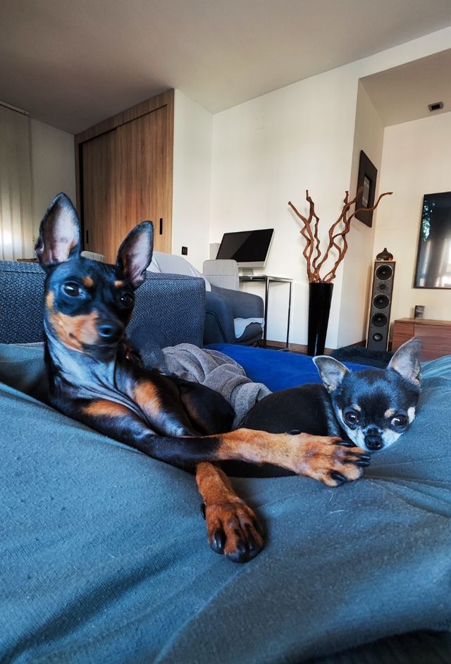 Guardería canina para perros pequeños