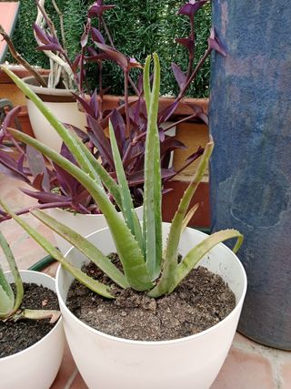 Aloe vera planta suculenta