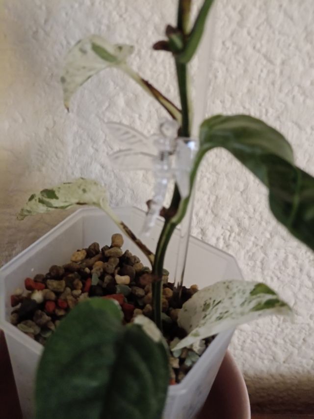 Epipremnum Pinnatum 'Marble Variegata'