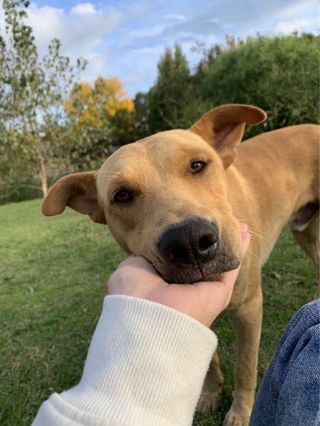 Cuido perros y gatos.